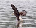 _2SB0454 american bald eagle catching fish